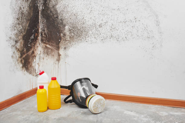 Best Mold Damage Repair  in Ecru, MS
