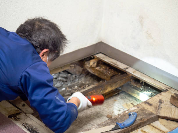 Best Mold Removal and Inspection  in Ecru, MS
