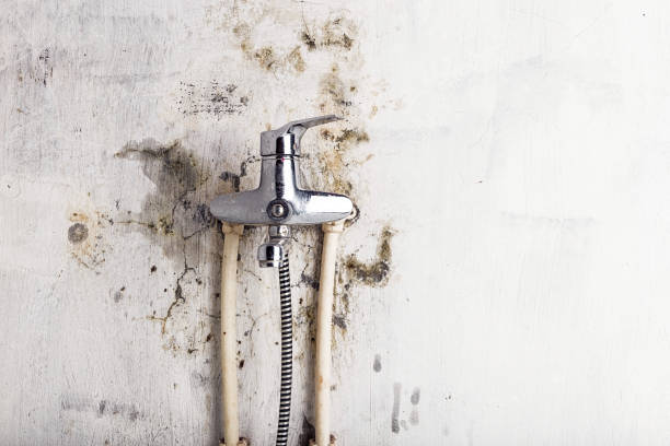 Best Affordable Mold Removal  in Ecru, MS