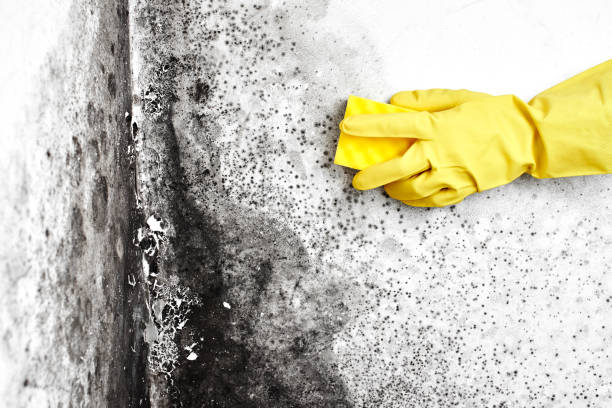 Best Local Mold Removal Service  in Ecru, MS