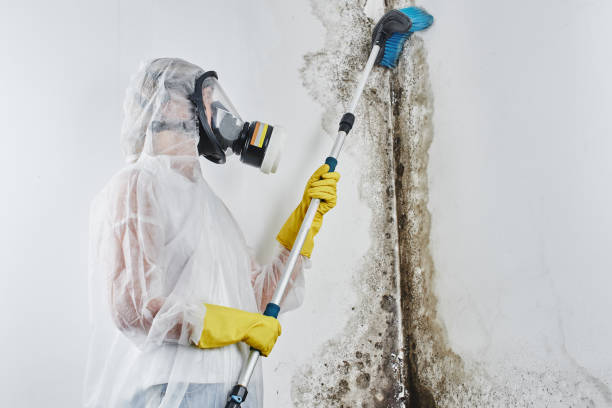 Professional Mold Removal in Ecru, MS
