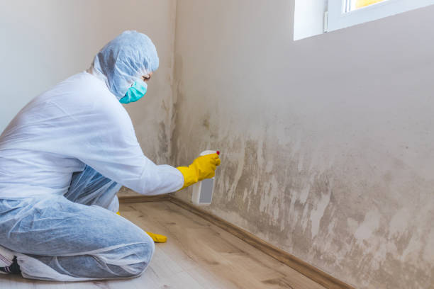 Attic Mold Removal in Ecru, MS