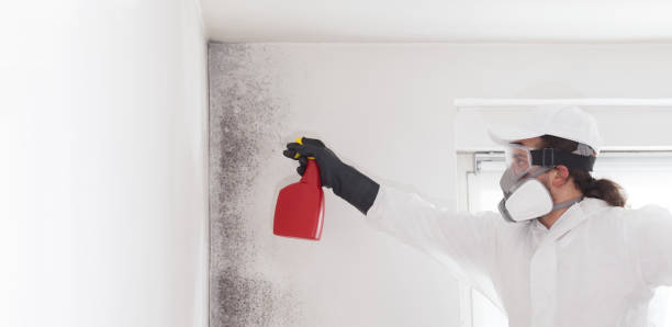 Best Attic Mold Removal  in Ecru, MS