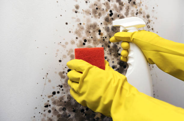 Best Emergency Mold Removal  in Ecru, MS