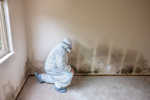 Home Mold Removal in Ecru, MS