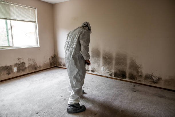 Best Mold Testing  in Ecru, MS