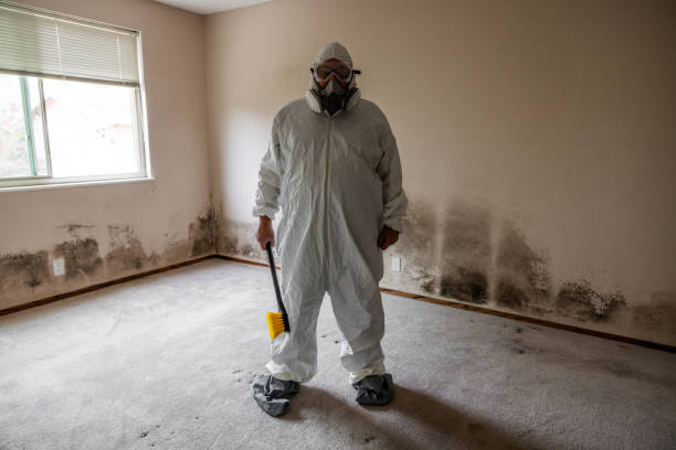  Ecru, MS Mold Removal Pros