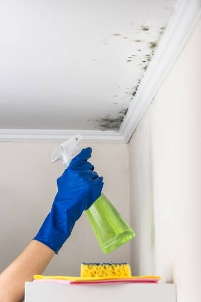 Best Mold Removal Specialists  in Ecru, MS